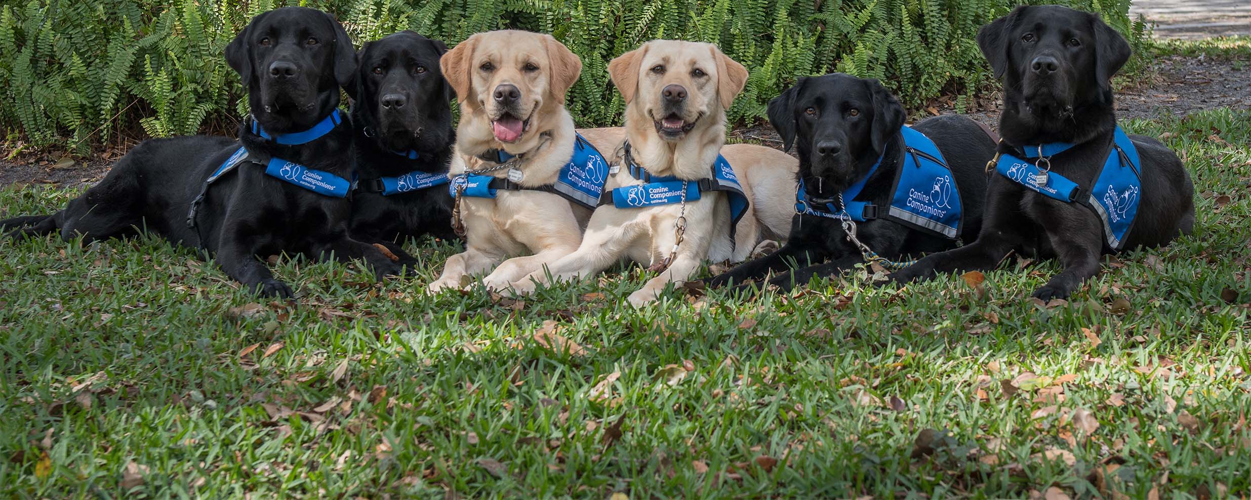 Help Veterans With PTSD Get Service Dog VA Benefits 